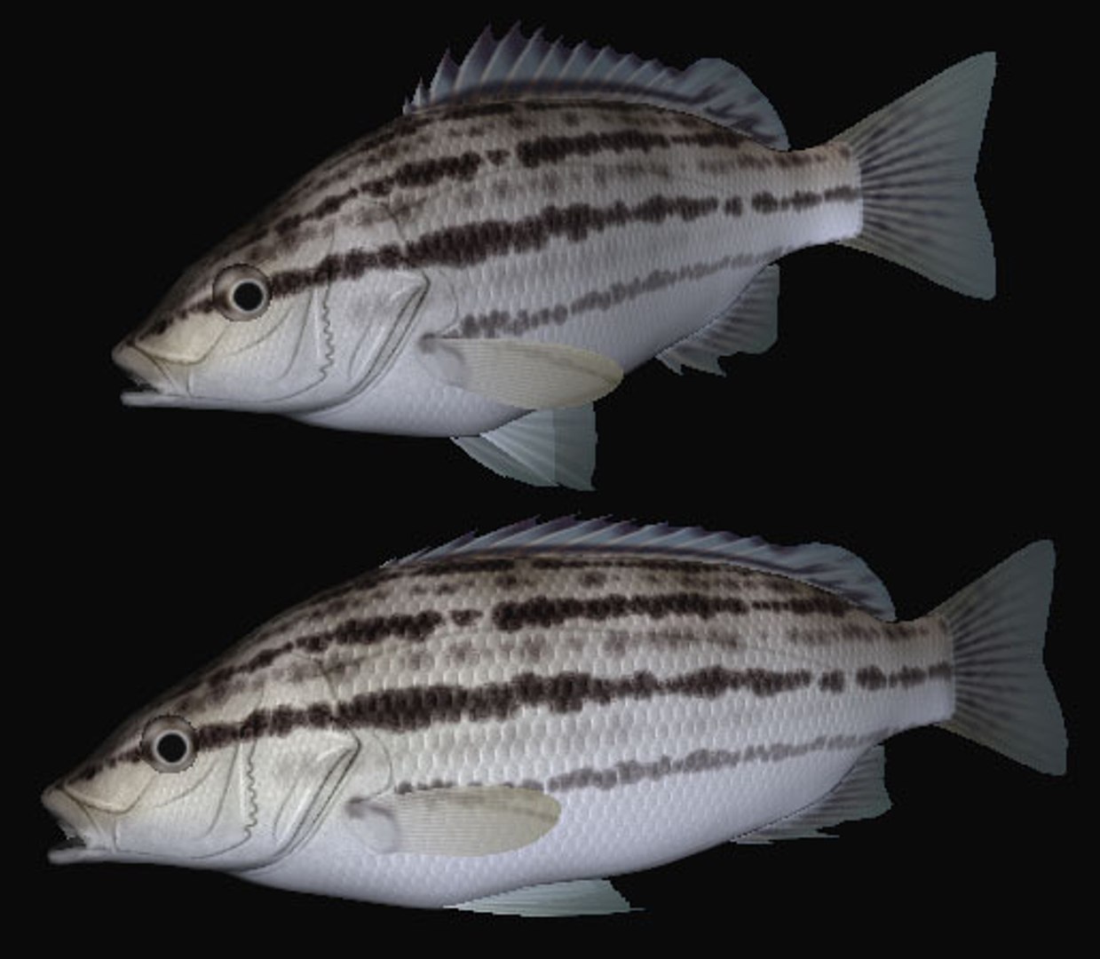 3d rhynchopelates oxyrhynchus swimming model https://p.turbosquid.com/ts-thumb/Q8/NhZftE/zJfYbXNL/simab/jpg/1446816997/1920x1080/fit_q87/614db13684d0ab13762bccbc69172b6ec01f06fb/simab.jpg