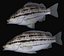 Sharpnose tigerfish