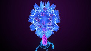 bacteria anatomy 3D model