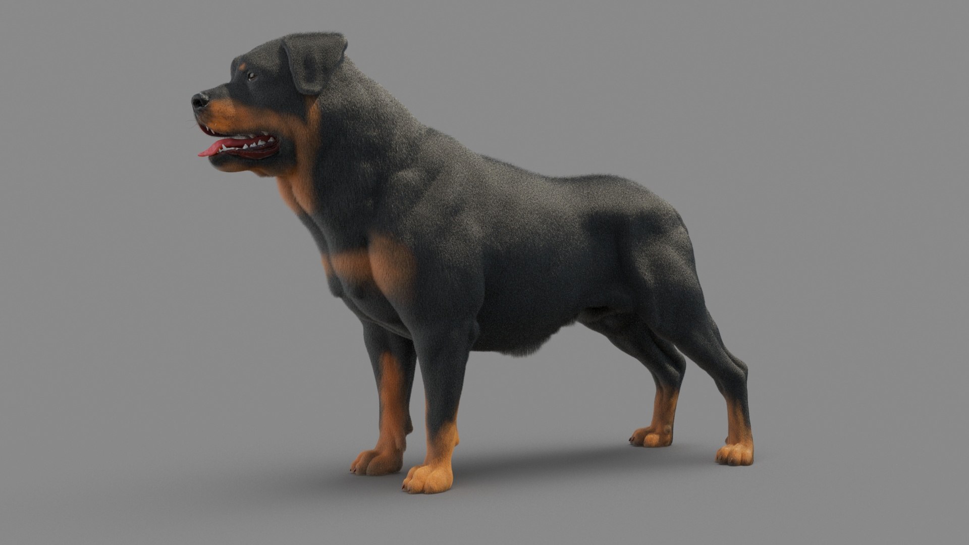 Dog Rottweiler 3D Model - TurboSquid 1675338