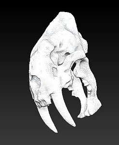animal skull