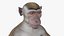 Rhesus Macaque Monkey Gray Rigged 3D model