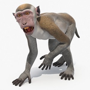 Rhesus Macaque Monkey Gray Rigged