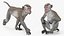 Rhesus Macaque Monkey Gray Rigged 3D model
