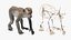Rhesus Macaque Monkey Gray Rigged 3D model