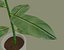 Plantas Exóticas de Interior