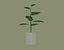 Plantas Exóticas de Interior