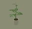 Plantas Exóticas de Interior