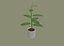 Plantas Exóticas de Interior