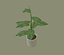 Plantas Exóticas de Interior