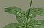 Plantas Exóticas de Interior