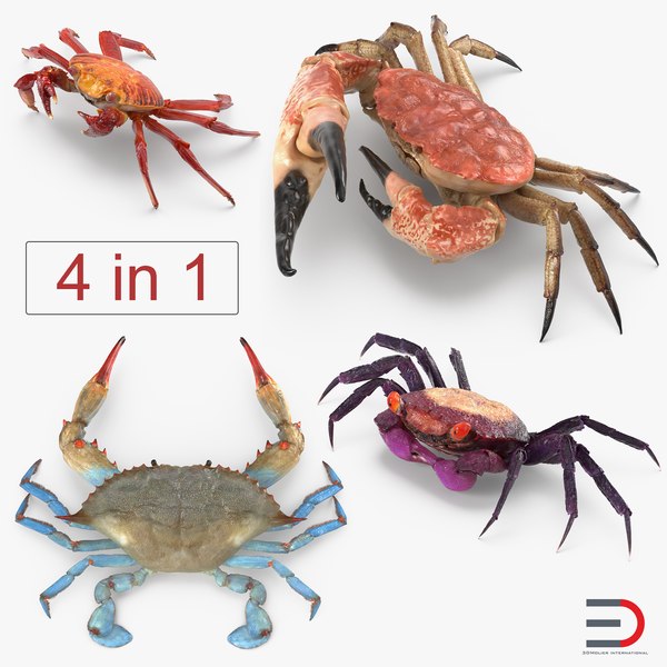 crabs grapsus purple 3D model