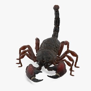 Realistic Scorpion Strikes Animated Rigged for Cinema 4D