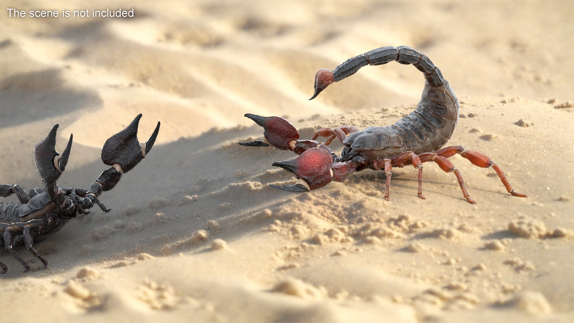 3D Realistic Scorpion Strikes Animated Rigged for Cinema 4D model https://p.turbosquid.com/ts-thumb/Q9/2E4ThD/aJ/realistic_scorpion_strikes_animated_rigged_004/jpg/1759469485/1920x1080/fit_q87/bb93518ac553cf5bc87fe8dee0463113e951d817/realistic_scorpion_strikes_animated_rigged_004.jpg