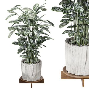 3D model Calathea Oppenheimiana - Pflanzen Karl House Plant