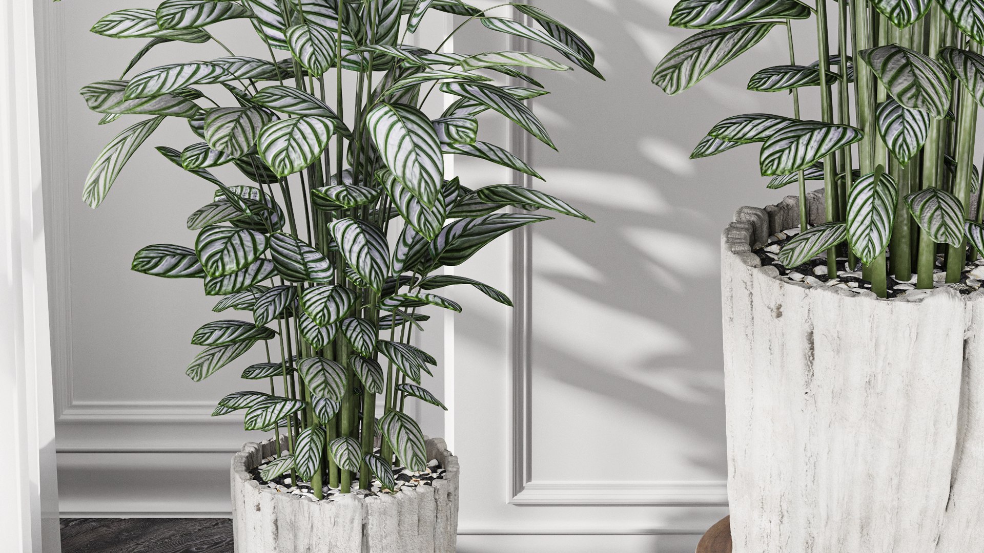 3D model Calathea Oppenheimiana - Pflanzen Karl House Plant https://p.turbosquid.com/ts-thumb/Q9/3P5HI6/XZ/z04/png/1718801404/1920x1080/fit_q87/b9b328a9624e2ce1c18cfd22be838dbf7ea7fec3/z04.jpg