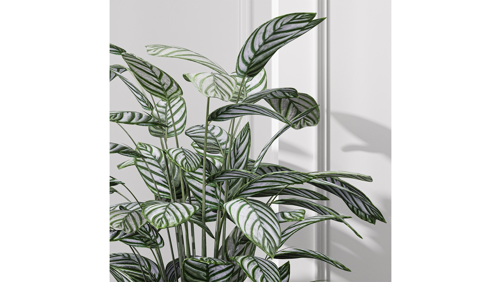 3D model Calathea Oppenheimiana - Pflanzen Karl House Plant https://p.turbosquid.com/ts-thumb/Q9/3P5HI6/xK/z03/png/1718801402/1920x1080/fit_q87/4bd13f7b35bb42cf3a69e2c1d4d82bdfb22736ba/z03.jpg