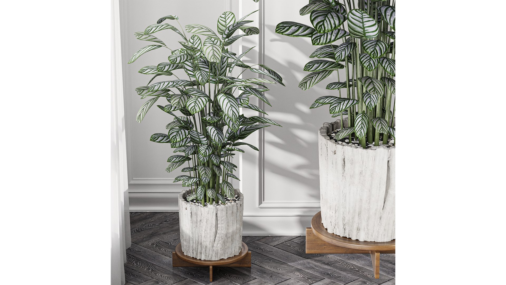 3D model Calathea Oppenheimiana - Pflanzen Karl House Plant https://p.turbosquid.com/ts-thumb/Q9/3P5HI6/z2/z01/png/1718801401/1920x1080/fit_q87/e9615893ddaff75bc79a95522b8818a7ad8d3e4d/z01.jpg