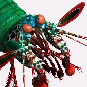 3D peacock mantis shrimp