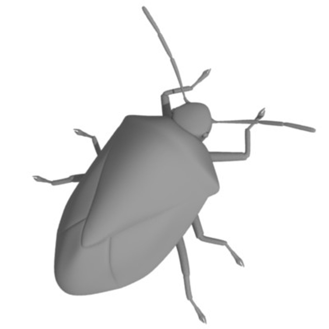 3d Acrosternum Stink Bug