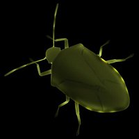 stink bug