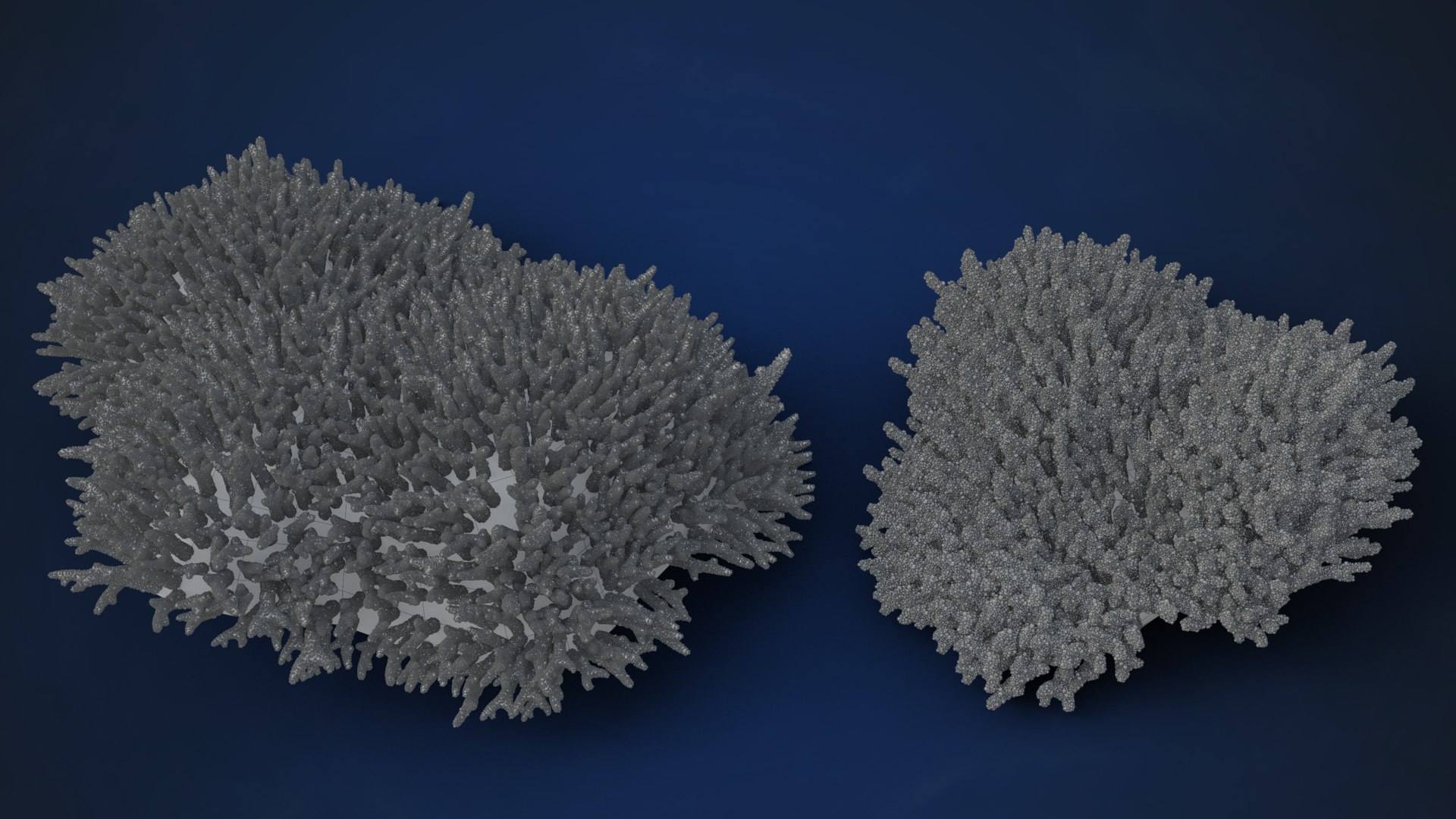 3D Corals Collection https://p.turbosquid.com/ts-thumb/Q9/Rk1WMB/4C/ju0l521a0_acroporaaustera_18_10_wire01/png/1671969832/1920x1080/fit_q87/8a98eb3f5bc2e685699e91ef0430d5c09bf330f9/ju0l521a0_acroporaaustera_18_10_wire01.jpg