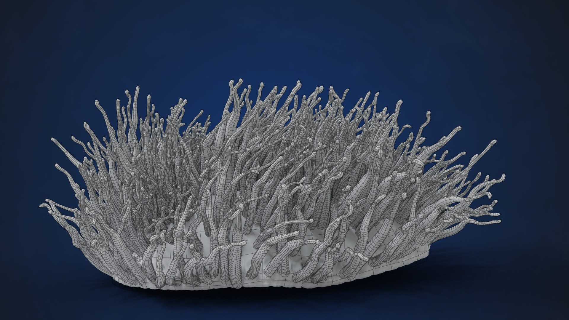 3D Corals Collection https://p.turbosquid.com/ts-thumb/Q9/Rk1WMB/4a/ju0l521a0_actinia02_wire01/png/1671969378/1920x1080/fit_q87/868362a79e463f4e2afafb240881c51f1277626f/ju0l521a0_actinia02_wire01.jpg