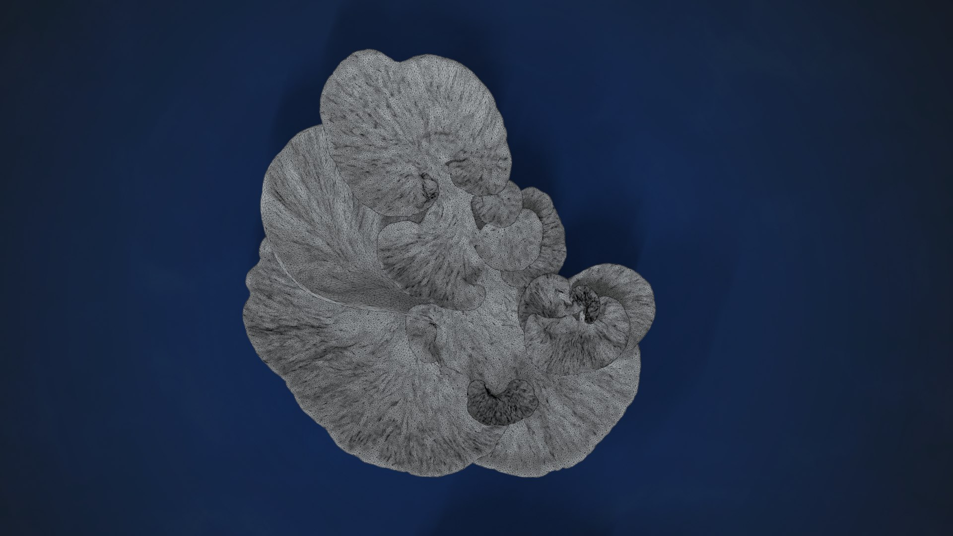 3D Corals Collection https://p.turbosquid.com/ts-thumb/Q9/Rk1WMB/WR/ju0l521a0_montiporafoliosa_wire02/png/1671969296/1920x1080/fit_q87/ea3e8237532907819f5df3b6b8dcedfe67df41c8/ju0l521a0_montiporafoliosa_wire02.jpg