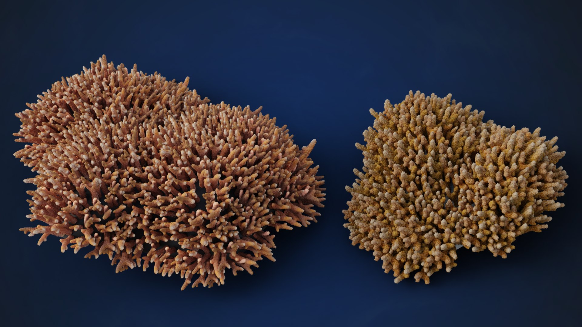 3D Corals Collection https://p.turbosquid.com/ts-thumb/Q9/Rk1WMB/hH/ju0l521a0_acroporaaustera_18_10_effectmap01/png/1671969825/1920x1080/fit_q87/4e8f9b1e181eff9d253c808f37cb1c48ed6ef622/ju0l521a0_acroporaaustera_18_10_effectmap01.jpg