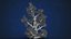 3D Corals Collection