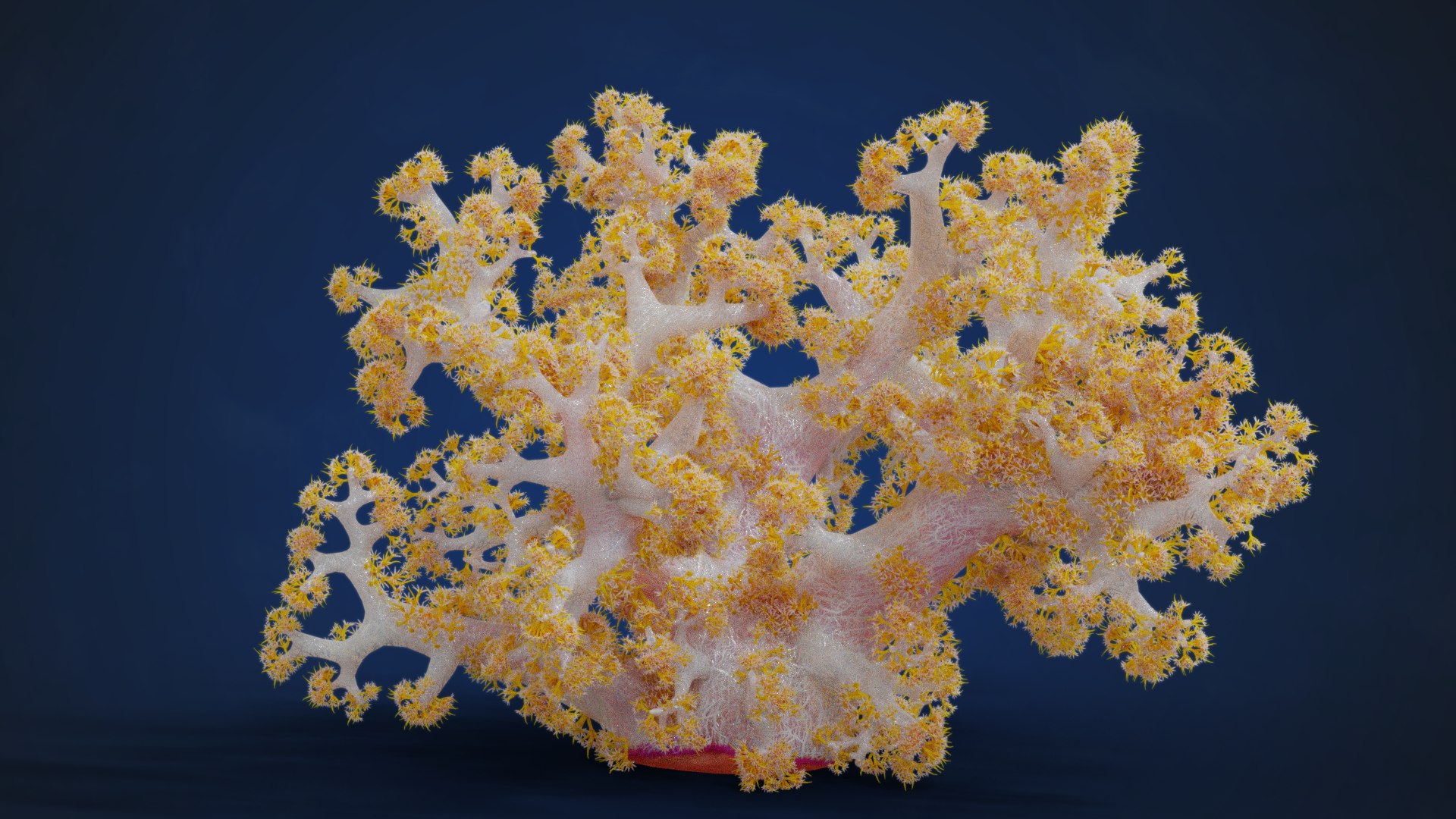 3D Corals Collection https://p.turbosquid.com/ts-thumb/Q9/Rk1WMB/vn/ju0l521a0_dendronephthya02_effectmap01/png/1671969111/1920x1080/fit_q87/5f9fc7389de54c50373eef2c7a853aa54d251e14/ju0l521a0_dendronephthya02_effectmap01.jpg