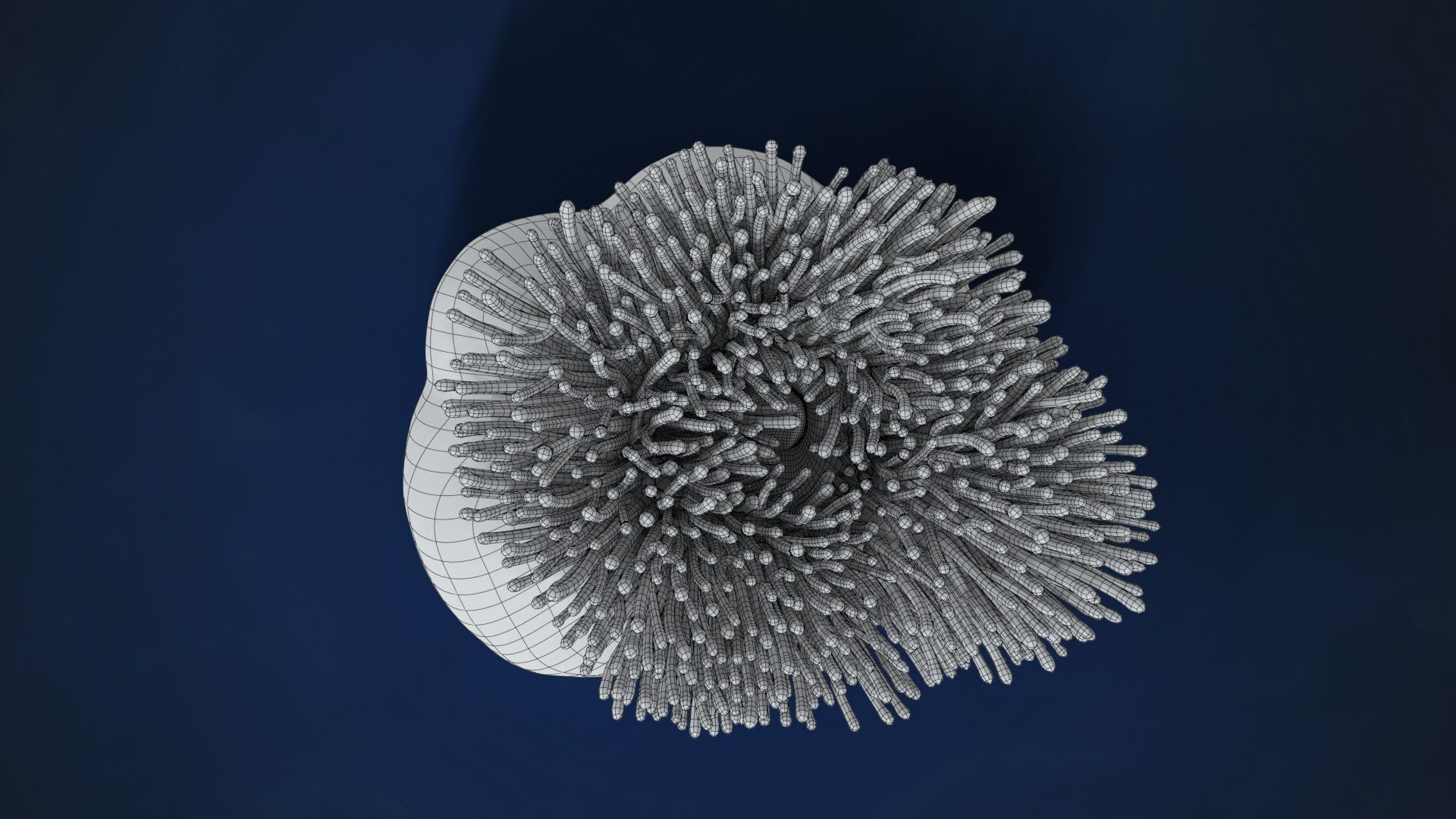 3D Corals Collection https://p.turbosquid.com/ts-thumb/Q9/Rk1WMB/w2/ju0l521a0_actinia03_wire02/png/1671969435/1920x1080/fit_q87/a882549287c71983be571da7accf542342be6acd/ju0l521a0_actinia03_wire02.jpg