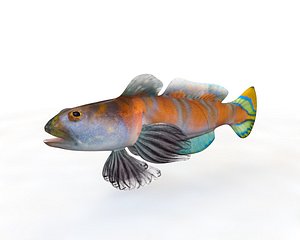Shrimp Goby Fish