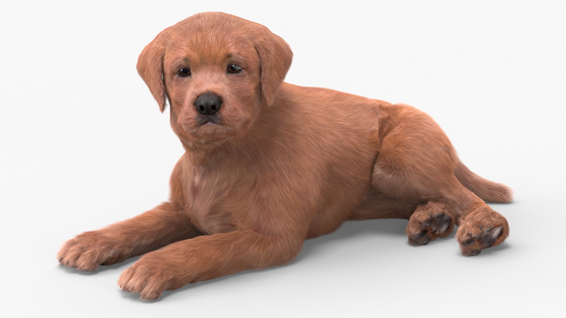 Brown Labrador Retriever Puppy Lying Down Fur for Maya 3D model preview