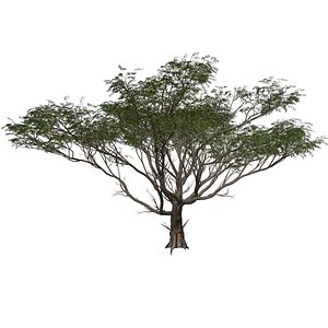 Acacia Tree - 07 - 3D model