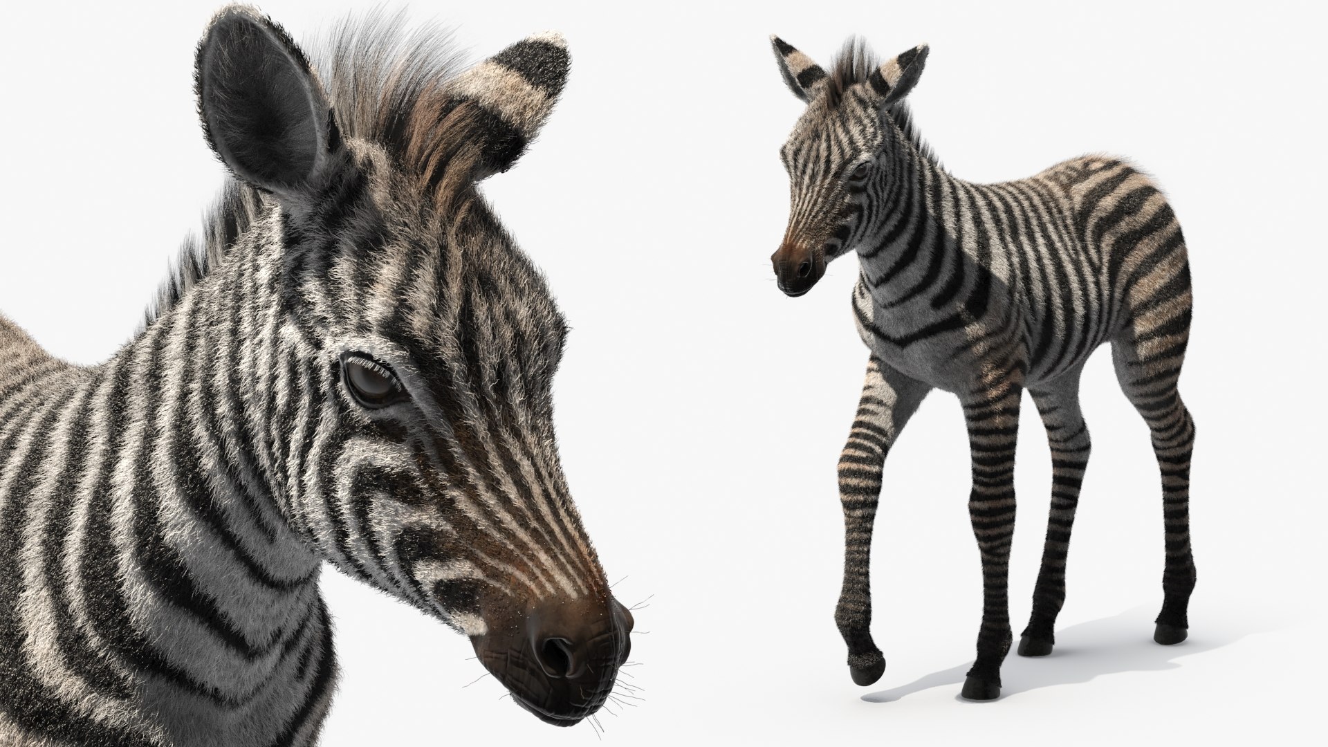 Zebra Foal Walking Fur 3D model https://p.turbosquid.com/ts-thumb/Q9/x3MuVR/Nw/zebra_foal_walking_fur_009/jpg/1740715765/1920x1080/fit_q87/c818408a253d149da27931fdbffb8d314c8785b2/zebra_foal_walking_fur_009.jpg
