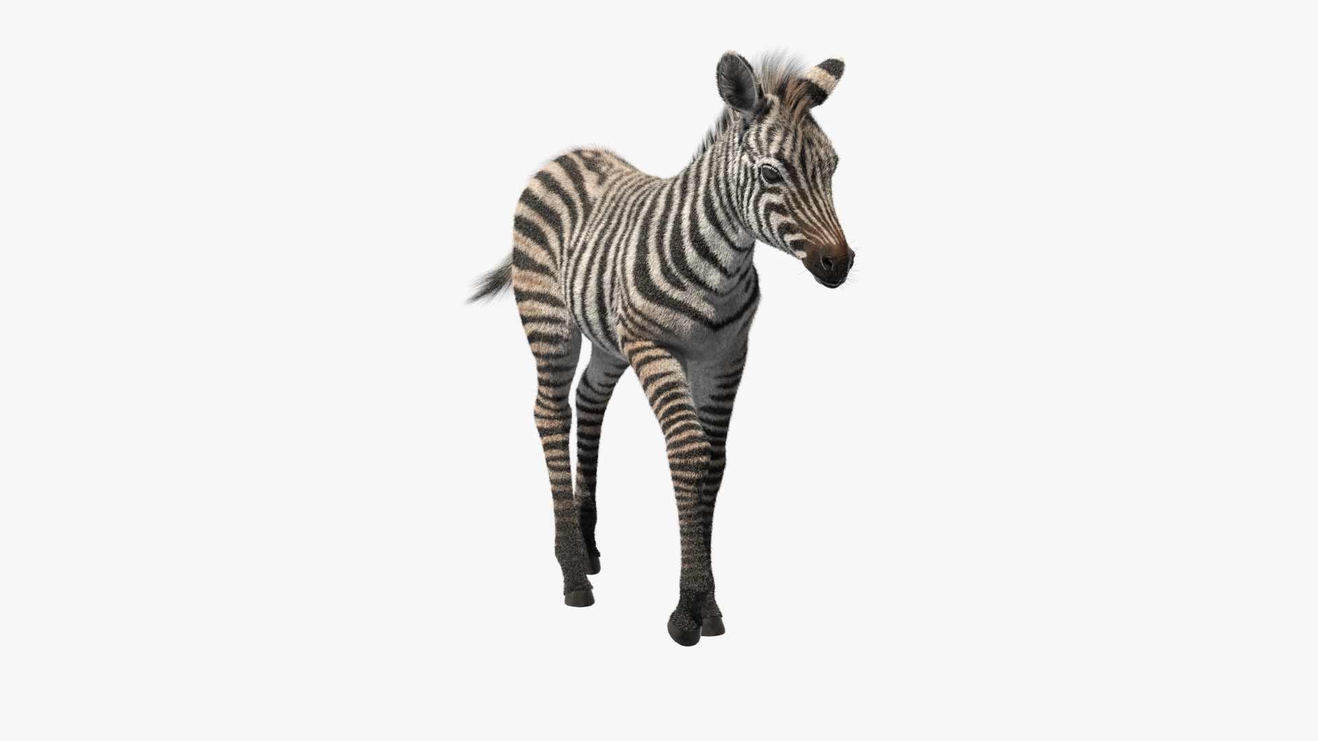 Zebra Foal Walking Fur 3D model https://p.turbosquid.com/ts-thumb/Q9/x3MuVR/VG/zebra_foal_walking_fur_360/jpg/1740715501/1920x1080/turn_fit_q99/1c00968c99a385edae4e421edc15d772603f6bff/zebra_foal_walking_fur_360-1.jpg