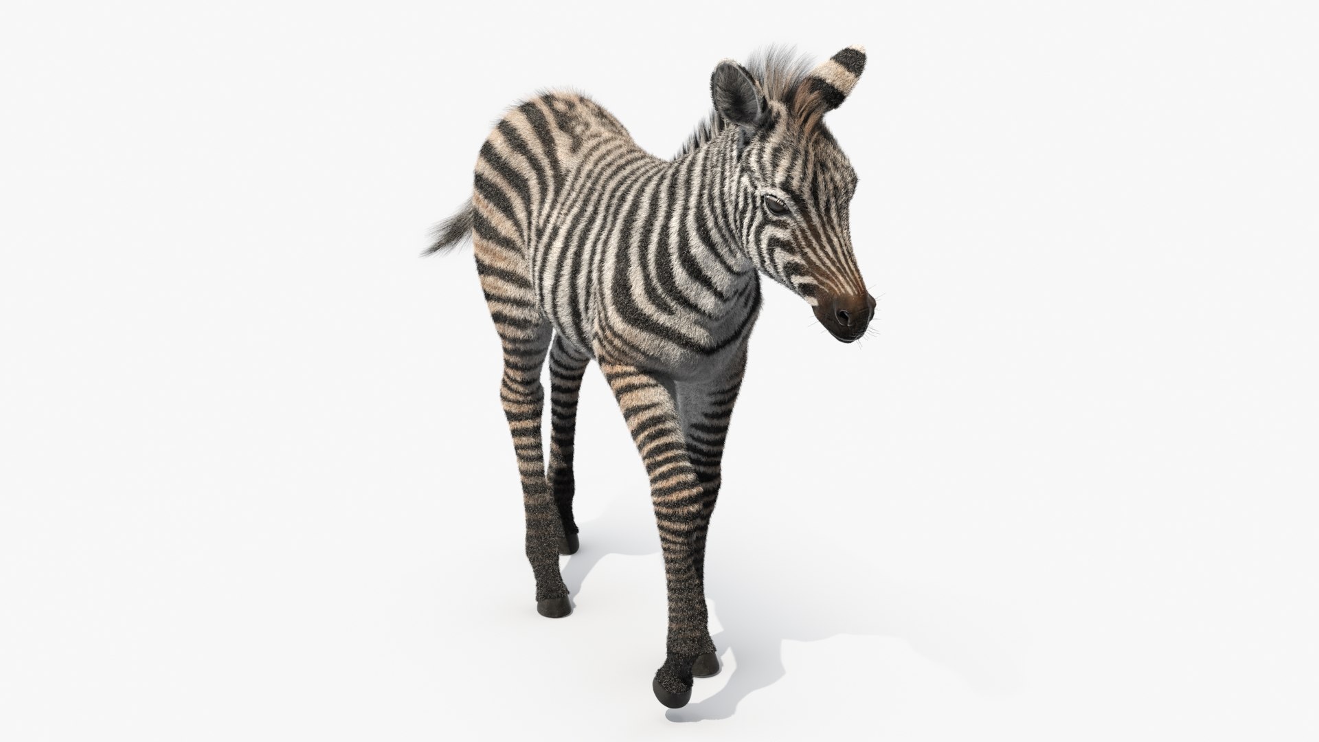 Zebra Foal Walking Fur 3D model https://p.turbosquid.com/ts-thumb/Q9/x3MuVR/Xj/zebra_foal_walking_fur_006/jpg/1740715752/1920x1080/fit_q87/6c5fa0ca632db1268ef643ff642cc2bc9aaf4f06/zebra_foal_walking_fur_006.jpg
