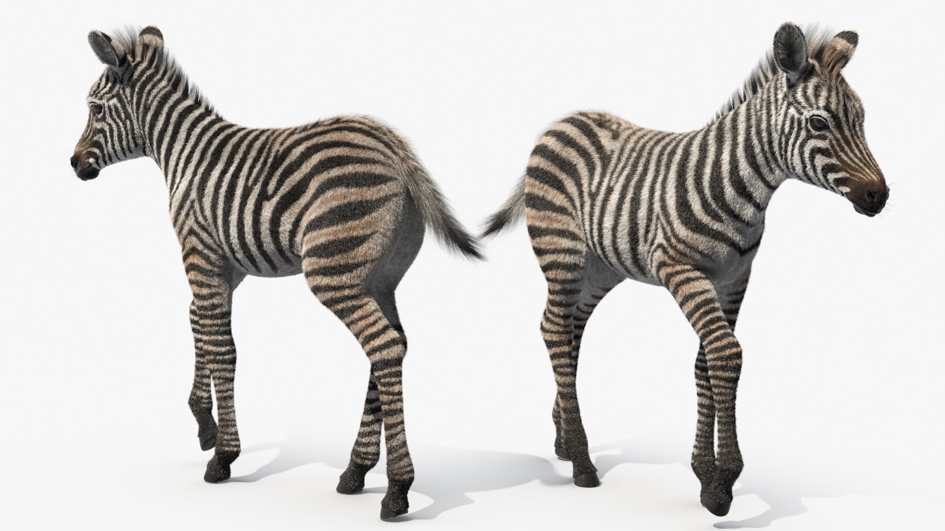 Zebra Foal Walking Fur 3D model https://p.turbosquid.com/ts-thumb/Q9/x3MuVR/gB/zebra_foal_walking_fur_010/jpg/1740715769/1920x1080/fit_q87/a408600dd6f7e5d17e1839ae925424437ea8a734/zebra_foal_walking_fur_010.jpg