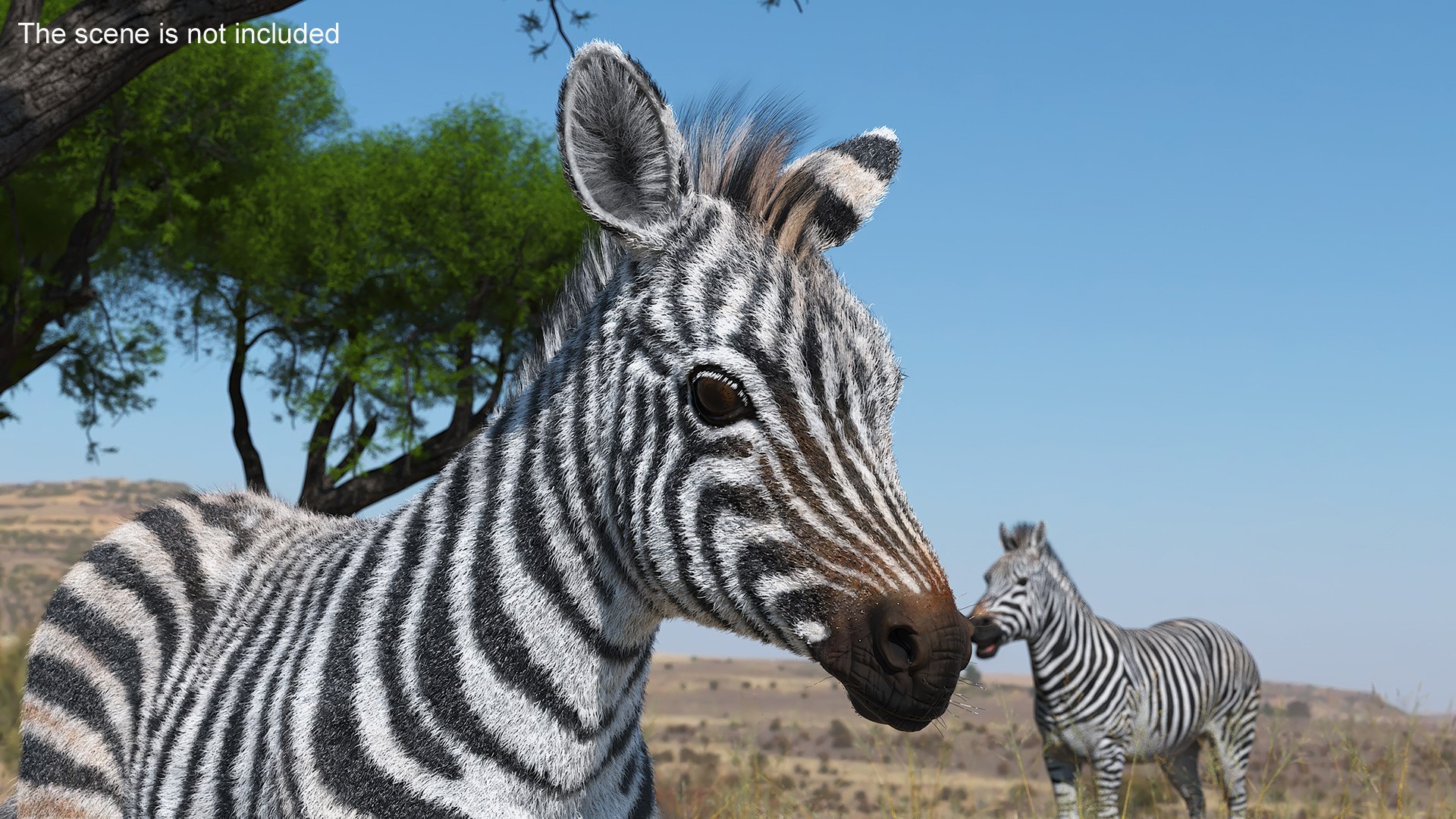 Zebra Foal Walking Fur 3D model https://p.turbosquid.com/ts-thumb/Q9/x3MuVR/k0/zebra_foal_walking_fur_003/jpg/1740715741/1920x1080/fit_q87/87a2eefab7717eab4f0e13547e84f4c28f9bee03/zebra_foal_walking_fur_003.jpg