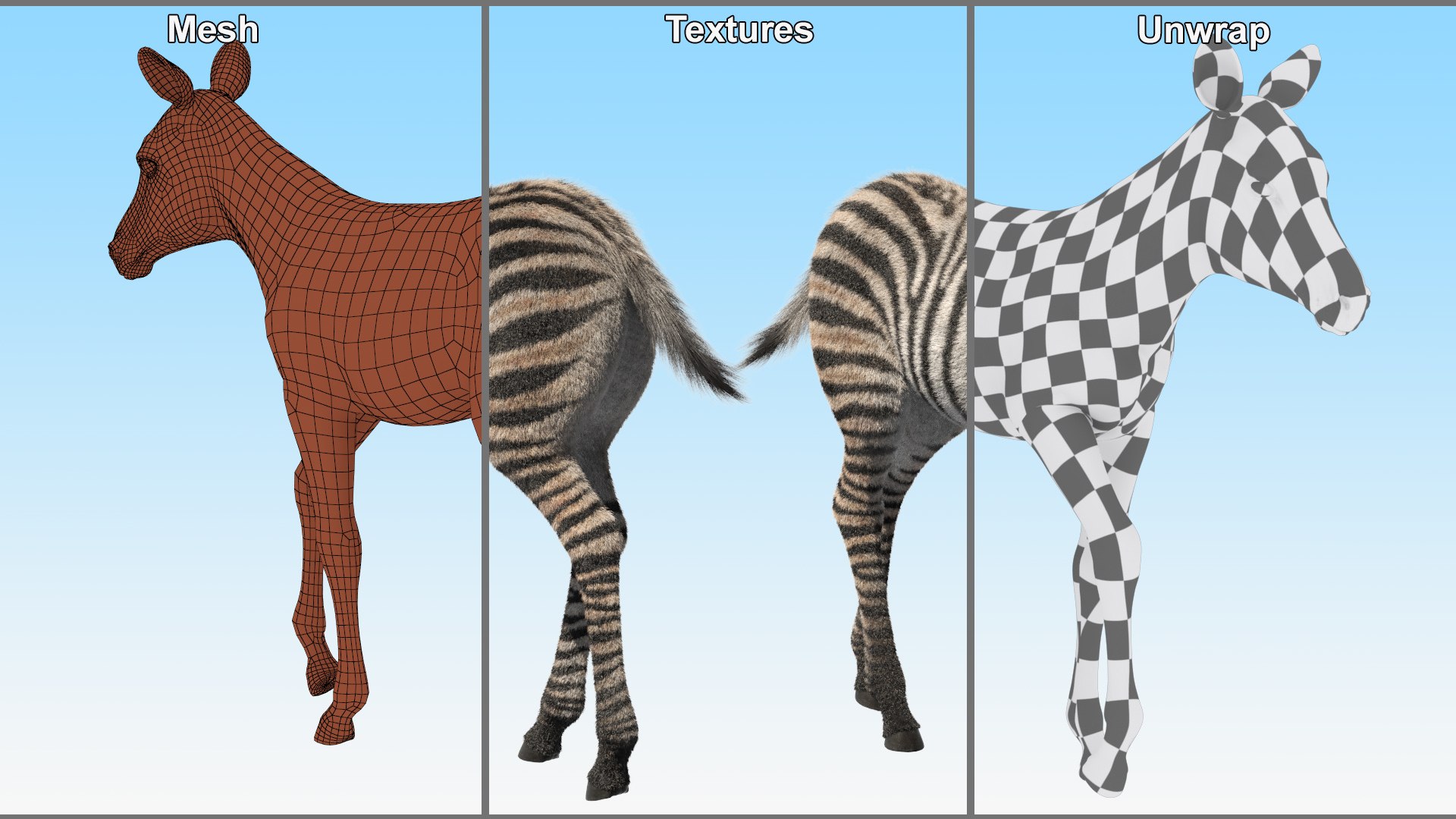 Zebra Foal Walking Fur 3D model https://p.turbosquid.com/ts-thumb/Q9/x3MuVR/v5/zebra_foal_walking_fur_011/jpg/1740715773/1920x1080/fit_q87/7a4b587e51ef599fcfd17c1229fe506e90f45fe0/zebra_foal_walking_fur_011.jpg