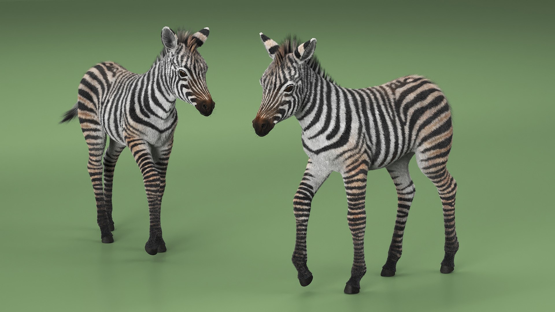 Zebra Foal Walking Fur 3D model https://p.turbosquid.com/ts-thumb/Q9/x3MuVR/zR/zebra_foal_walking_fur_005/jpg/1740715749/1920x1080/fit_q87/80f90d884ee4b77b69d99520ff86432d164e6b06/zebra_foal_walking_fur_005.jpg