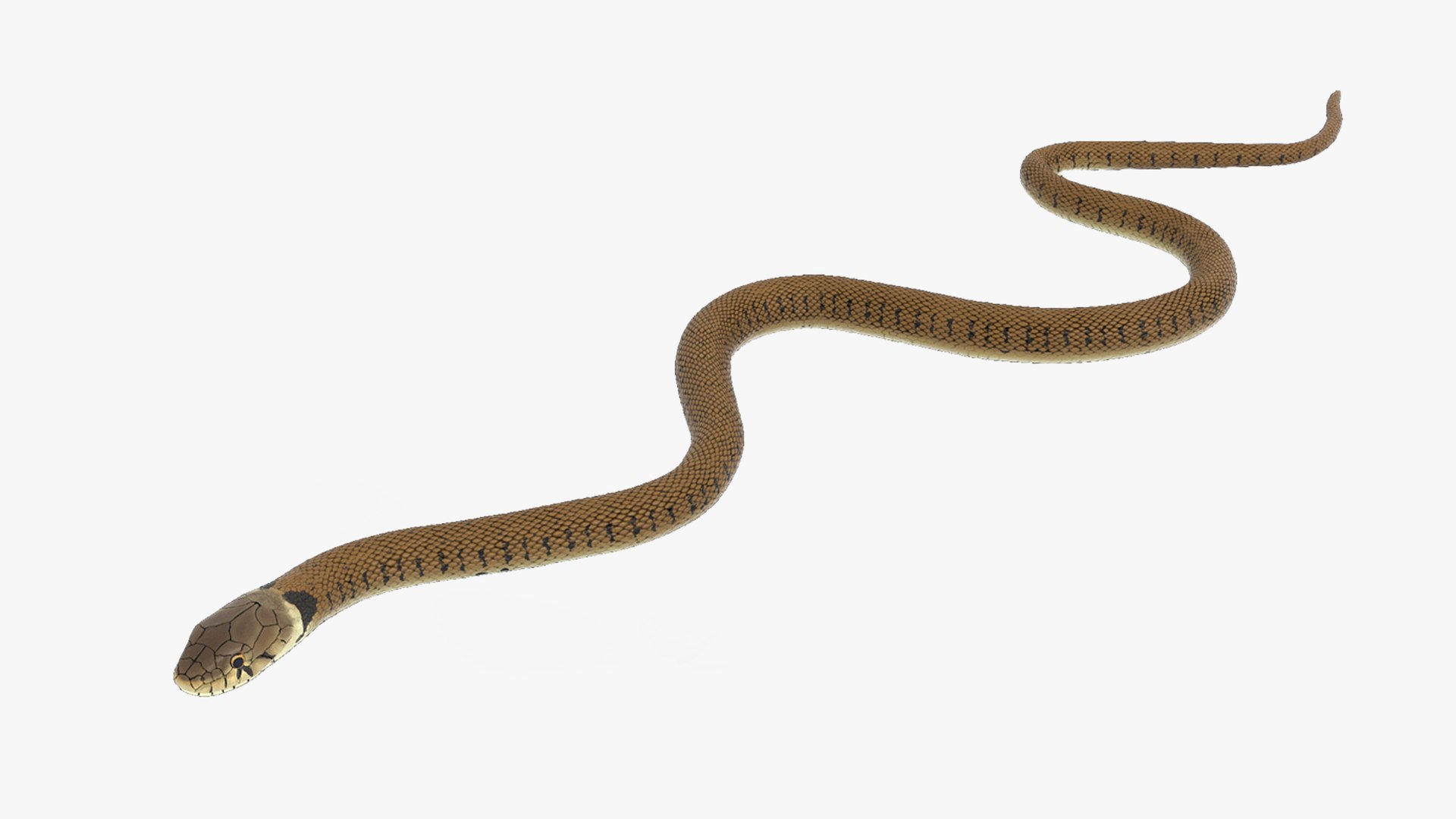 Grass Snake Brown Rigged for Maya 3D model preview