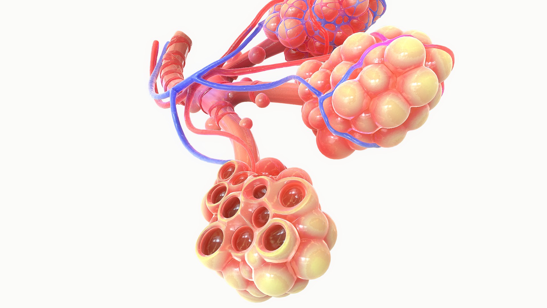 Realistic Human Bronchi Alveoli 3D Model - TurboSquid 1499662