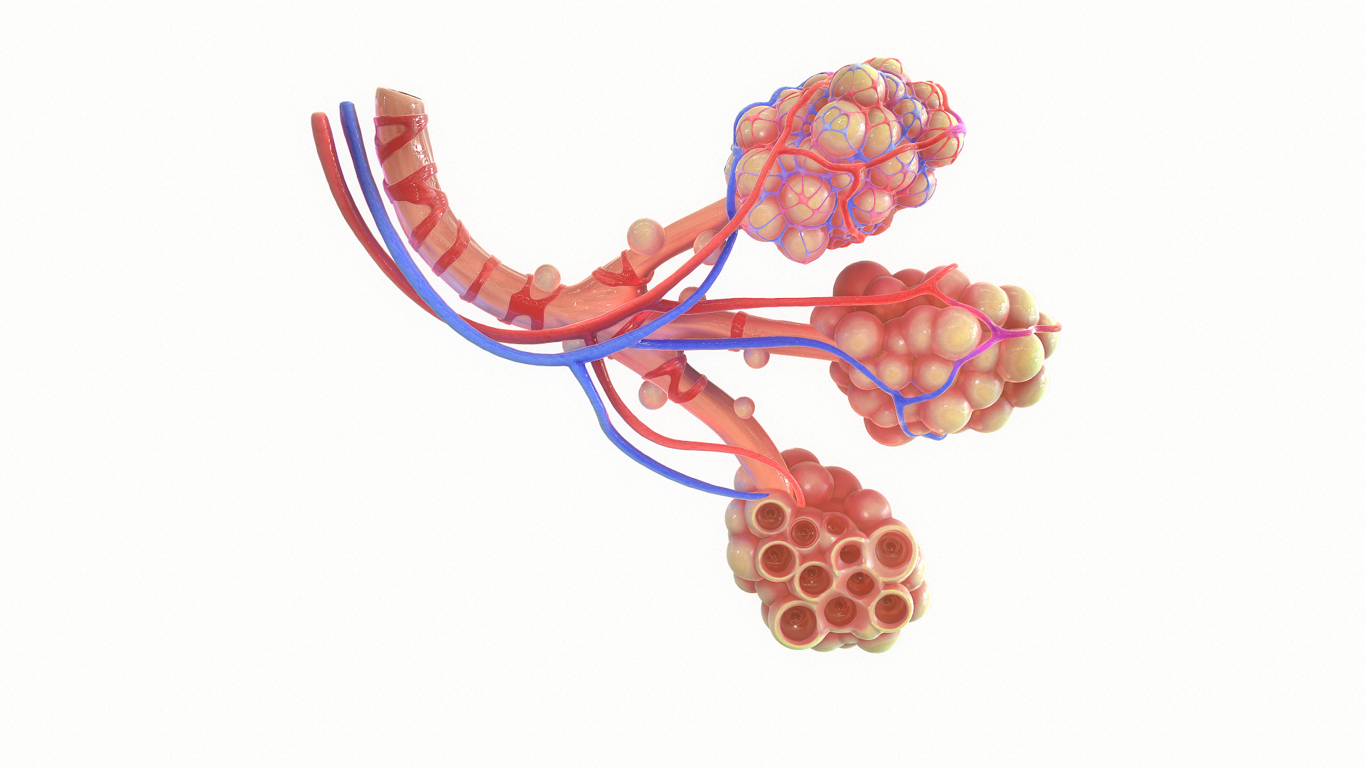 Realistic Human Bronchi Alveoli 3D Model - TurboSquid 1499662