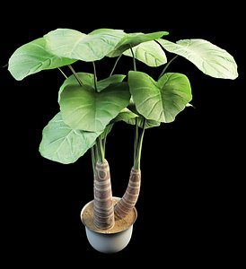 alocasia Night-scented Lily