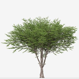 Set of Celtis australis or European nettle Tree - 2 Trees