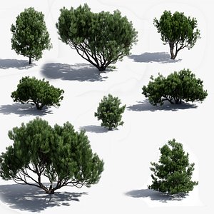 Pinus Mugo Set