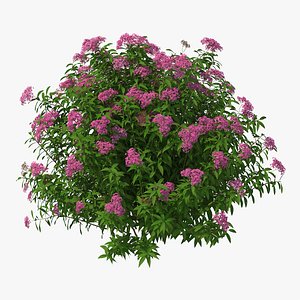 3D blooming spiraea japonica anthony