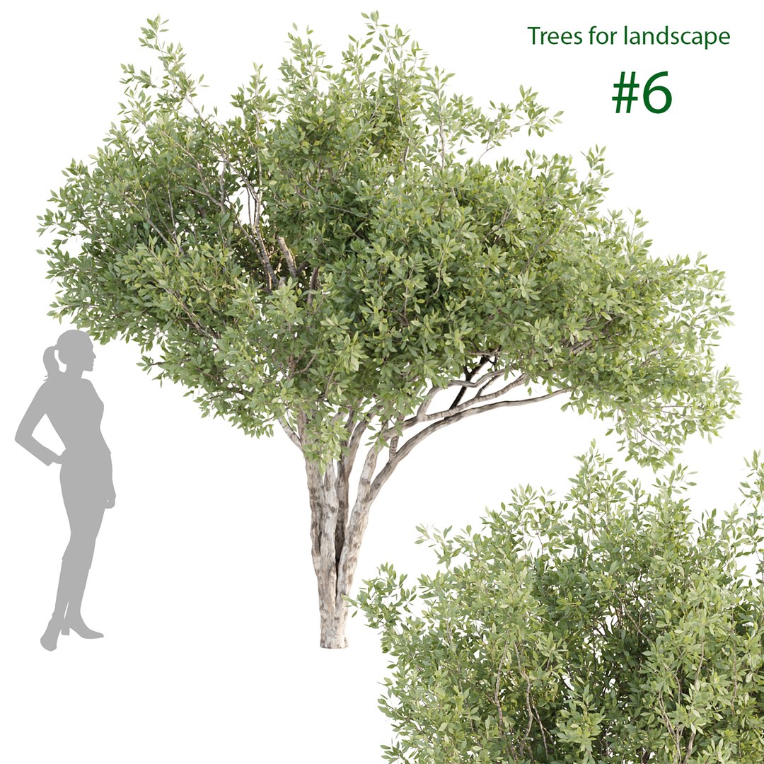 Trees For Landscape Collection Vol 204 3D Model - TurboSquid 2057757